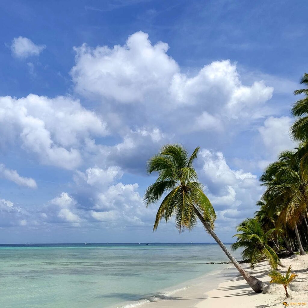 saona-01.jpg