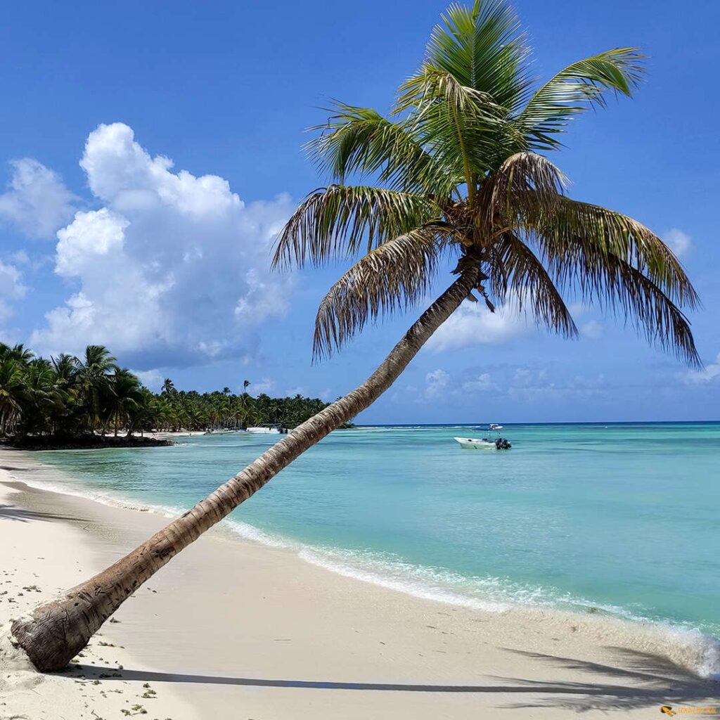 saona-03.jpg