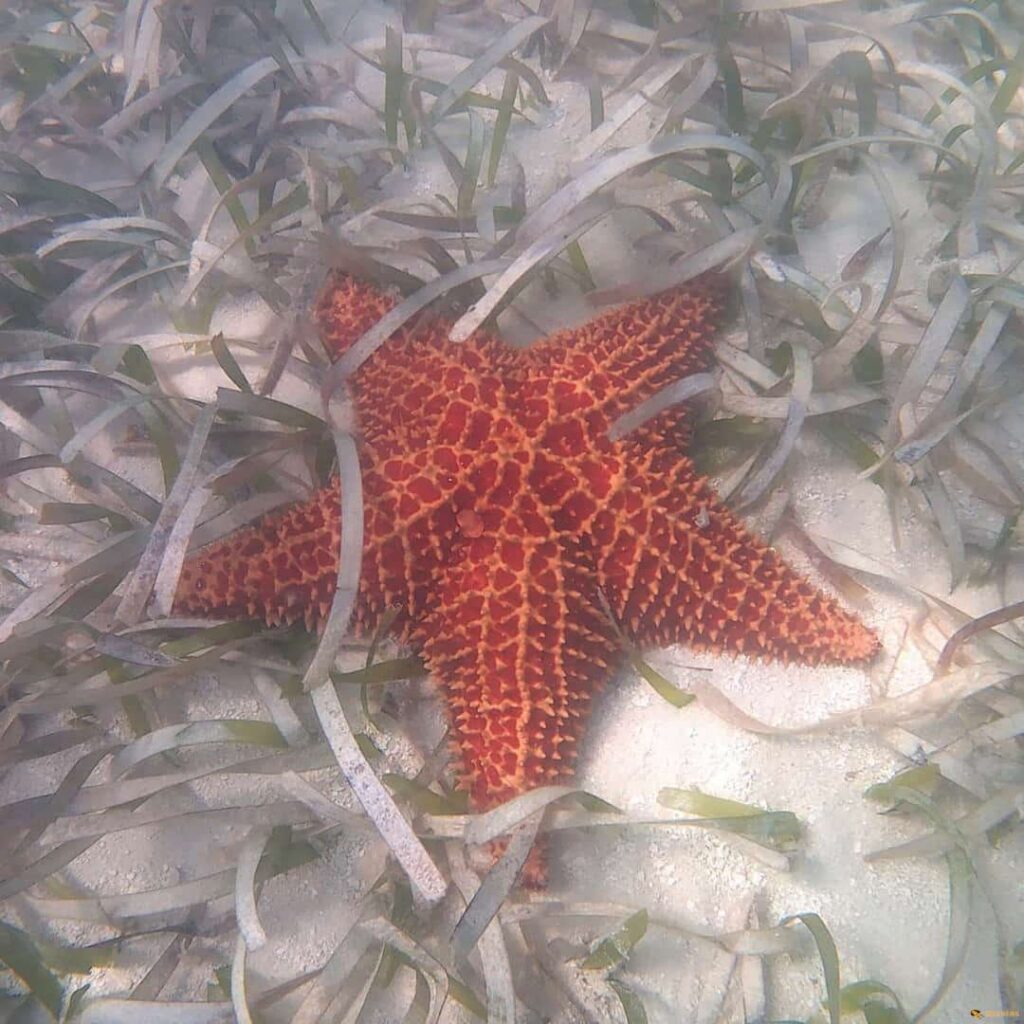 saona-13.jpg